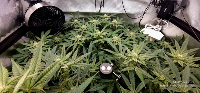 Found my Females... Game On! — flower, day 157