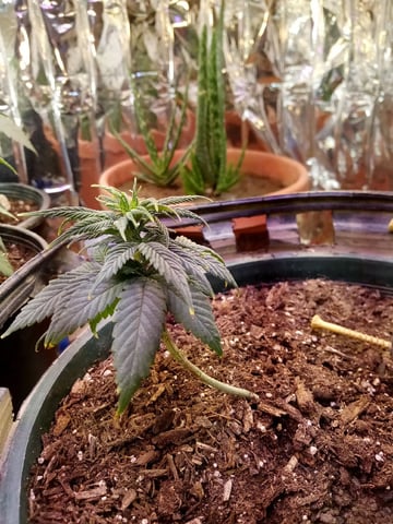 Jack hearer/Jack the ripper? — vegetative, day 53