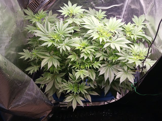 9lbhammer feminized  — flower, day 41