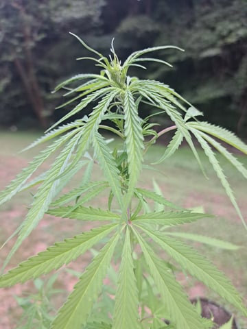 Bucket List Grow #2 — flower, day 59