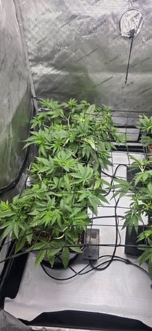 Lime Rian. — vegetative, day 42