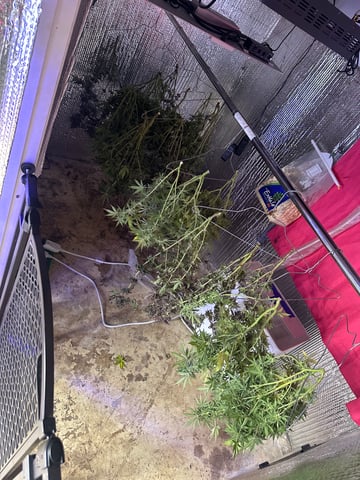 Gelly Mama and Sugar Tree — flower, day 130