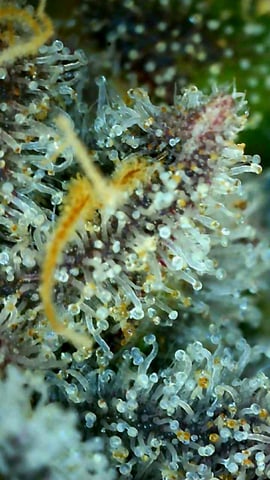 Gorilla Girl Autopot — flower, day 166