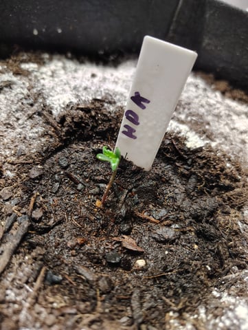 Hindu Kush — grow_setup, day 3