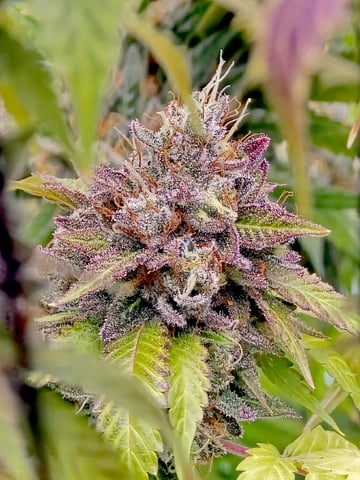Mandarin Skywalker Crasher — flower, day 117