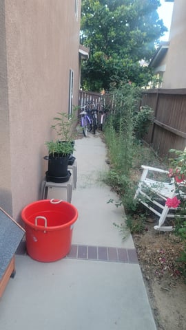 Poison Rainbows — vegetative, day 85