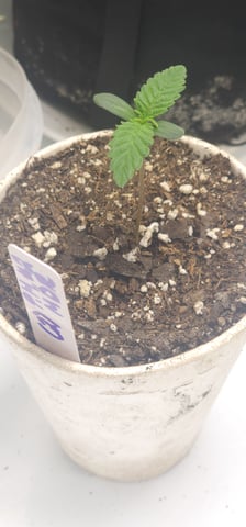 Another Custom Creation — seedling_rooting, day 1