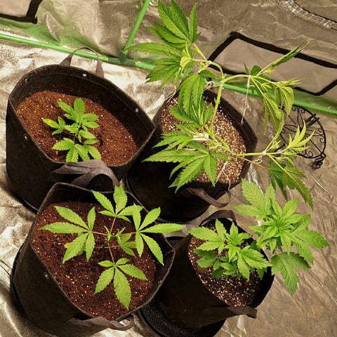 The 4 Randos
