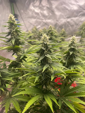 Phx_Freedom — flower, day 147