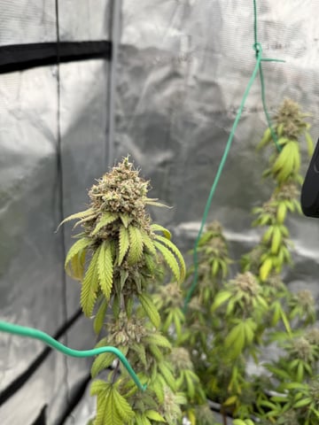  Apple fritter  Clones round two — flower, day 241