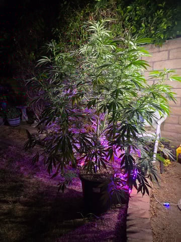 Venice Beach — vegetative, day 69