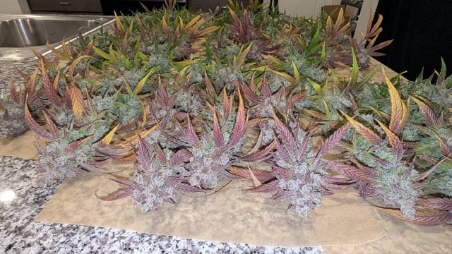 Mixed Grow — flower, day 104