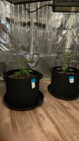 B2 — vegetative, day 36