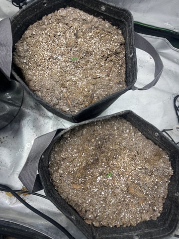 Jelly Donutz Auto And Pineapple OG Auto — seedling_rooting, day 10