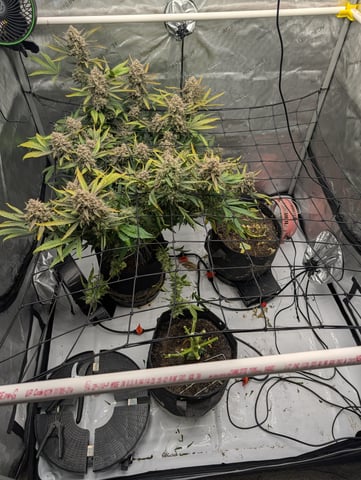 Grow #4 — harvest, day 86