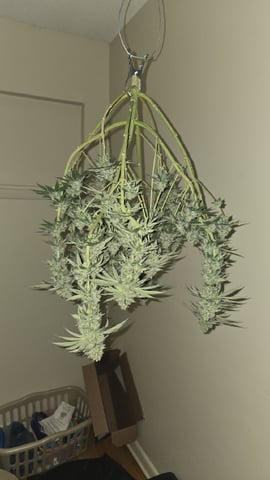  1 Blue Zushi x Venom & 1 Jack Here x Strawberry Cookies OG — harvest, day 97