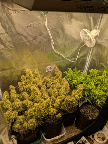 first grow — flower, day 94