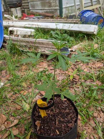 Country Boy — vegetative, day 29