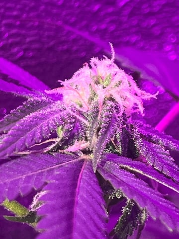 First attempt grow 😶‍🌫️ — flower, day 105