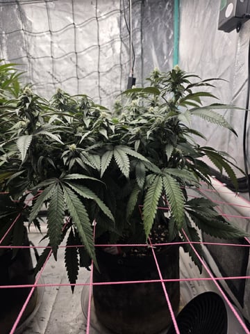 Granny Candy and PLCG