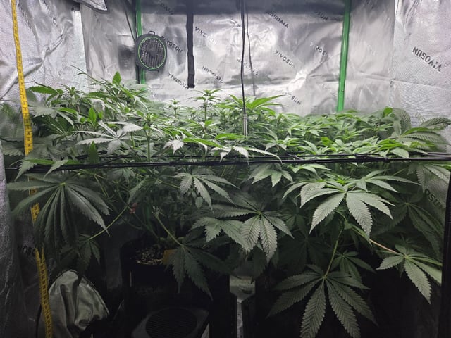 White Widow + Papaya Bomb — flower, day 65