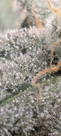 B E A utiful  — flower, day 136