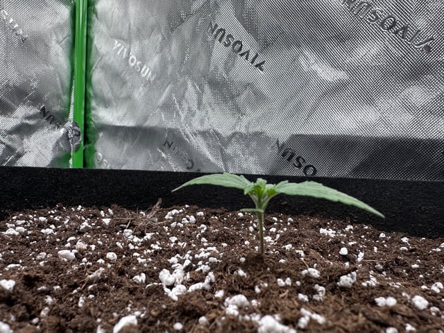 Pine (Auto) 2025 - 0 — seedling_rooting, day 13