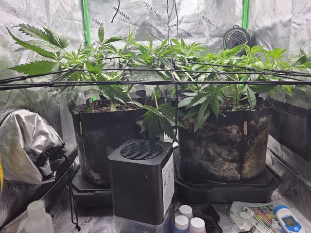 White Widow + Papaya Bomb