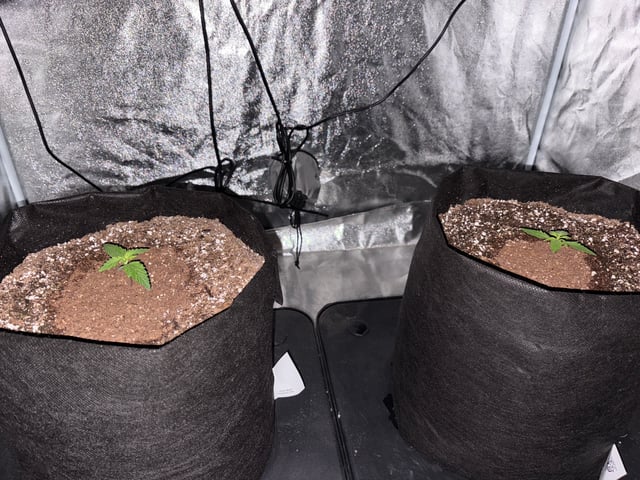 Grow Shed Grow #1 — seedling_rooting, day 11