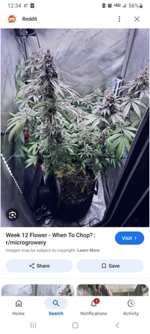 closet grow for veg with a.c infinity air intake fan .With no carbon filter just suction,and spider farmer sf 7000.Then a spider farmer sf tent 4×4×6.5with a G1500 l.e.d from spiderfarmer and spider farmer 6inch clip oscalating fan. — flower, day 37