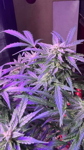 easy bud auto & nothern lights auto — flower, day 63