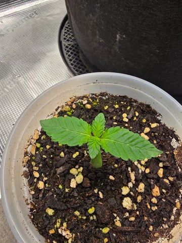 Northern lights #10 2nd plant (Selkies) — seedling_rooting, day 7