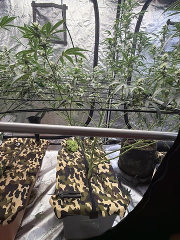 Humboldt, Hella Jelly. Jelly Donut  — flower, day 66