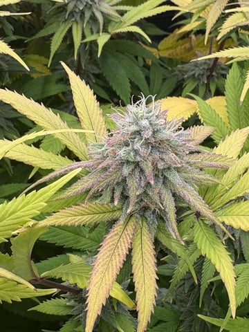 grow 3 — flower, day 45