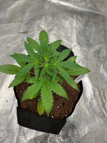white runtz auto flower — vegetative, day 27
