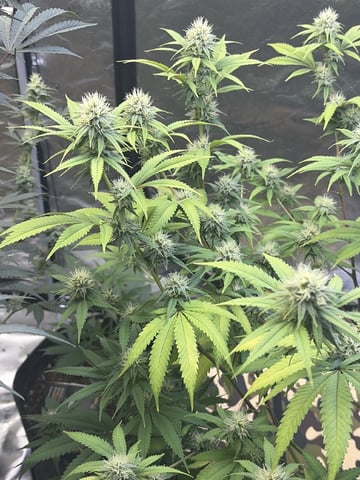 Humboldt, Hella Jelly. Jelly Donut  — flower, day 74