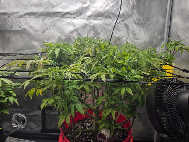 First Grow — vegetative, day 30