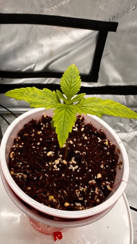 Autos: Banana Purple Punch (1)  & Guava Fig (2) — seedling_rooting, day 9