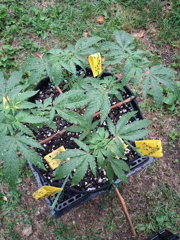 My First Grow — vegetative, day 85