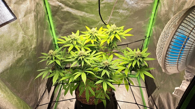 Blue Cheese from Barney's Farm — flower, day 44