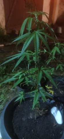 Prentwins — vegetative, day 71