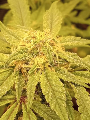 Blueberry critical kush x purple peyote wifi  and one L.a kush cake . — vegetative, day 22