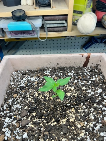 White Widow Twins — seedling_rooting, day 18