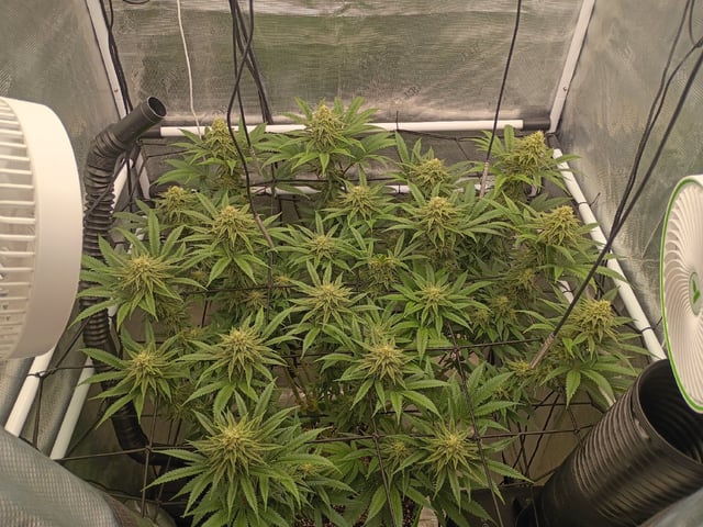 FastBuds Photo-Lemon Mandarin  — flower, day 117