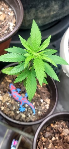 Poison Rainbows — seedling_rooting, day 38