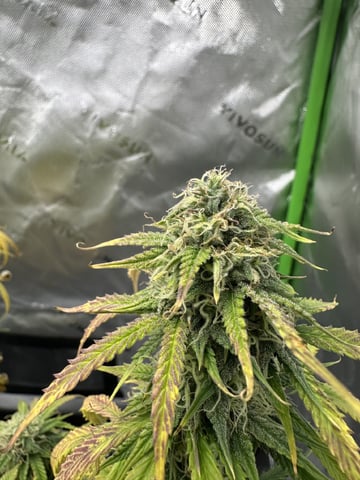 Pine (Auto) 2025 - 0 — flower, day 74