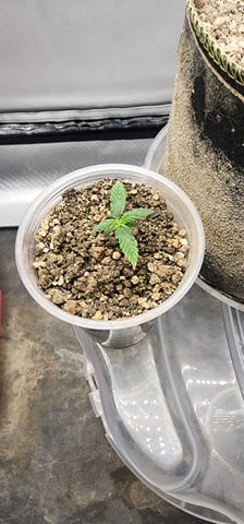 El Chemi Kiwi autoflower  — seedling_rooting, day 4