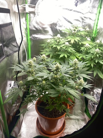 2nd Try — flower, day 77