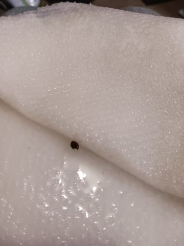 4th grow  — germination, day 4