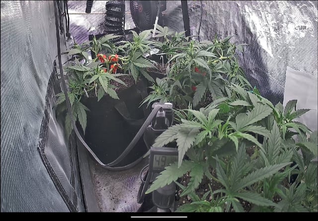 Homemade Seeds  — vegetative, day 42